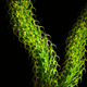 Illustration for article titled An Incredibly Life-Like Reconstruction Of A 400 Million-Year-Old Plant
